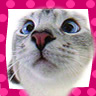 The Cat !
